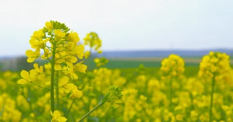 Beautiful blooming rapeseed plants - sequence Stockbeeldmateriaal 107598560