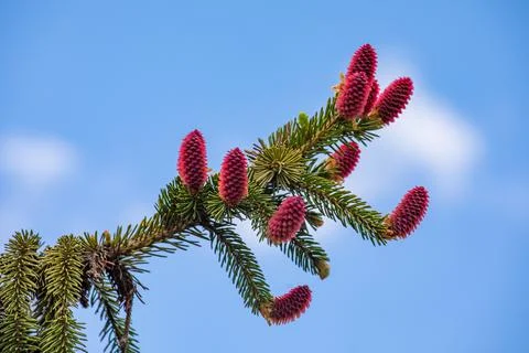 Beautiful blooming red pine cones Stock Photos