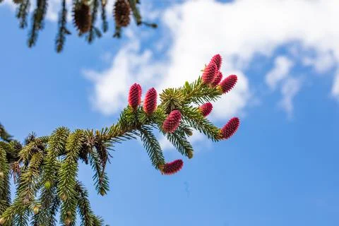 Beautiful blooming red pine cones Stock Photos