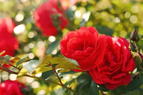 Beautiful blooming red roses on bush outdoors, closeup Stock Photos
