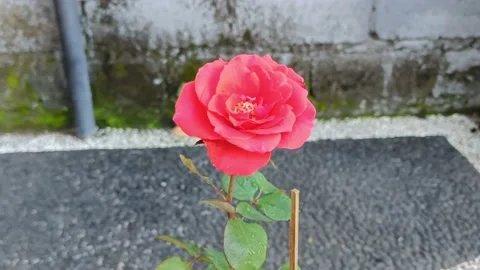 Beautiful blooming Rosa Chinensis flower texture in pot Stock Footage 229504341