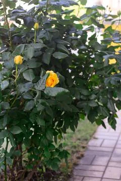 Beautiful blooming rose bush with yellow flowers outdoors Stock Photos
