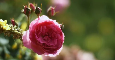 Beautiful Blooming Rose On Green Background Stock Footage 123774531