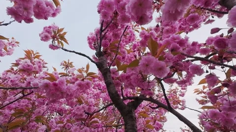 Beautiful blooming sakura branches with lush pink flowers Vidéo 337940730