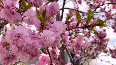Beautiful blooming sakura tree in spring park. Video stock 276163210
