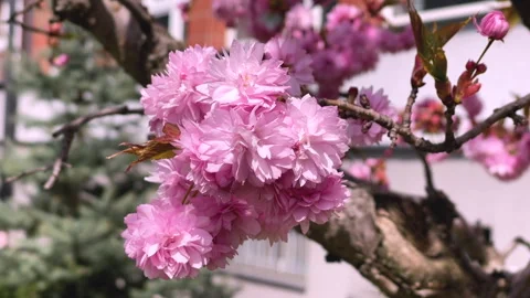 Beautiful blooming sakura tree in spring park. Video stock 276163245
