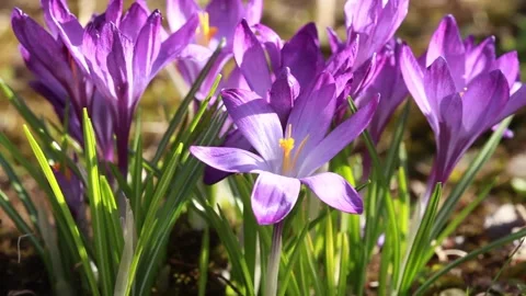 Beautiful blooming snowdrops on a green background Stock Footage 302197877