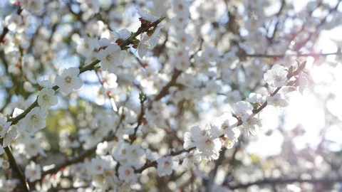 Beautiful blooming spring branches of fruit trees in bright sunlight 스톡 동영상 88852401