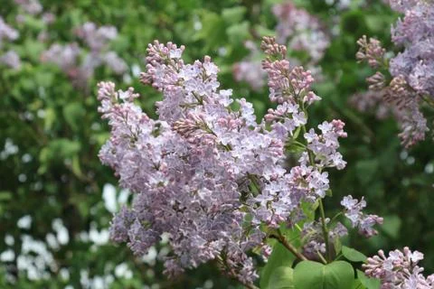 Beautiful blooming spring lilac on a background of lilac Stock Photos
