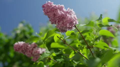 Beautiful blooming spring lilac in the bright sun Stock Footage 309011858
