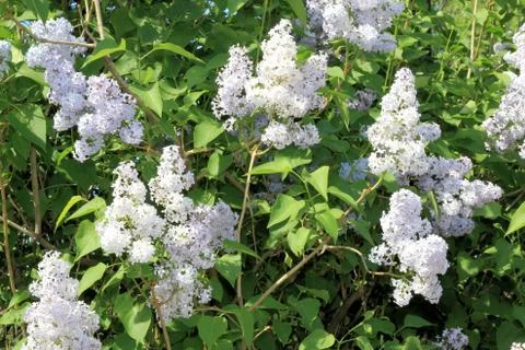 Beautiful blooming spring lilac causing tenderness to its beauty Stock Photos