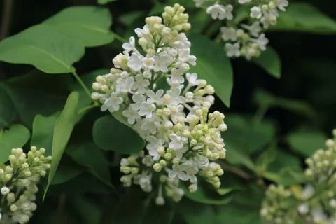 Beautiful blooming spring lilac with white flowers Stock Photos