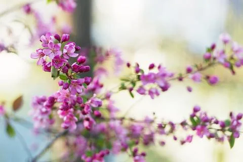 Beautiful blooming spring tree 스톡 사진