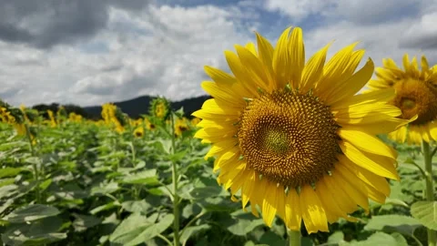 Beautiful blooming sunflower against cloudy sky at field. Stockbeeldmateriaal 293660108