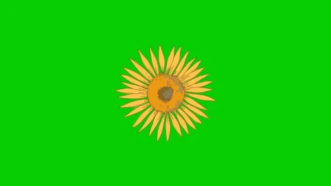 Beautiful Blooming Sunflower Animation Loop Vidéo 340537431