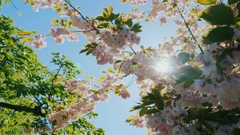 Beautiful blooming sweet cherry Stock Footage 104896455