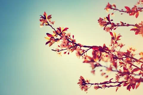 Beautiful blooming tree border Stock Photos