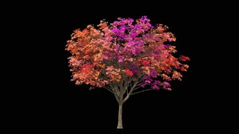Beautiful blooming tree covered with pink flowers Stock Footage 159592076