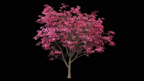 Beautiful blooming tree covered with pink flowers isolated Stock Footage 159592092