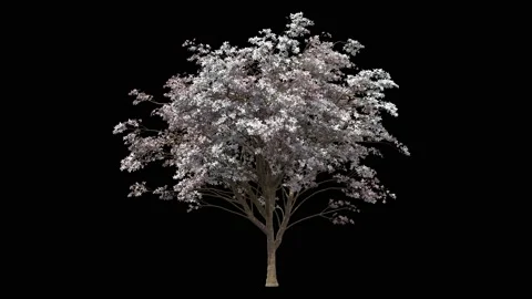Beautiful blooming tree covered with white flowers Stock Footage 159595808