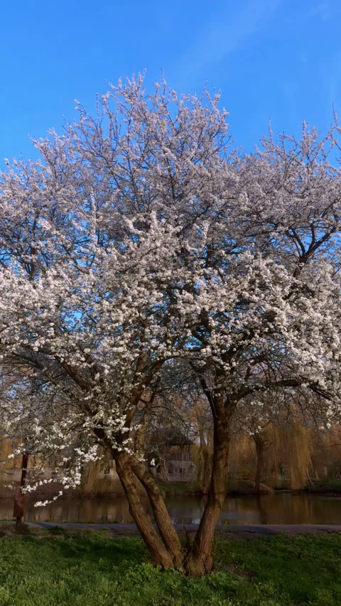 A Beautiful Blooming Tree Decorated with Vibrant White Flowers Beneath a Clear Stock Footage 313286474