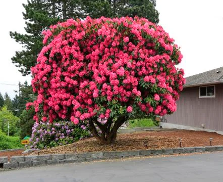 Beautiful blooming tree Stock Photos