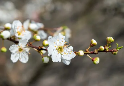 Beautiful blooming tree in spring Stock Photos