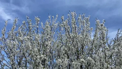 Beautiful blooming tree. Spring. White flowers. Stock Footage 236915720