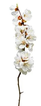 Beautiful blooming tree. template. Spring nature. Springtime . Copy space ,.. Stock-Fotos
