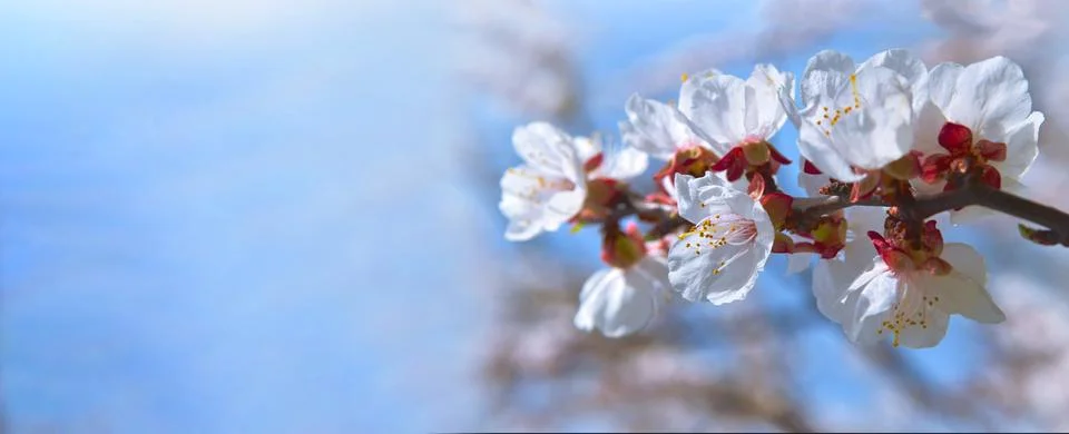 Beautiful blooming tree. template. Spring nature. Springtime . Copy space ,.. Stock-Fotos