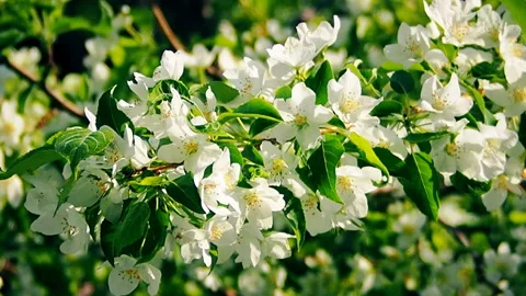 Beautiful blooming trees in spring park close up. Stock Footage 130158597