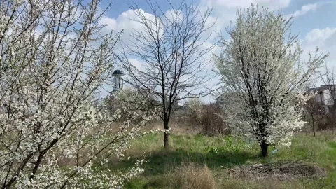 Beautiful blooming trees. Spring. White flowers. Stock Footage 236864576