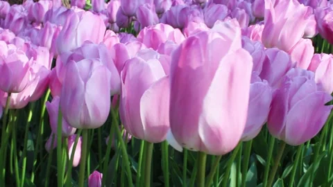 Beautiful blooming tulips in the spring, close up flower garden Stock Footage 135247135