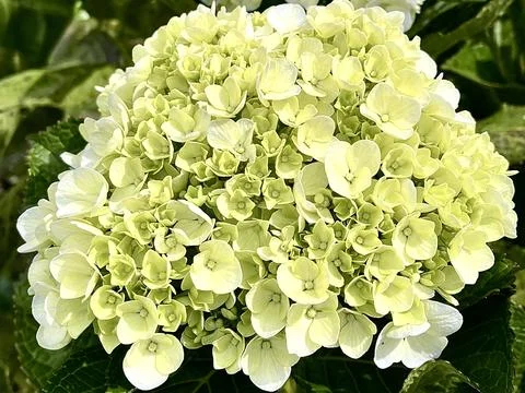 Beautiful Blooming White and Pale Yellow Hydrangea Flower Stock Photos
