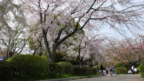 Beautiful blooming white cherry trees at park, Tokyo, Japan Stock Footage 97898681