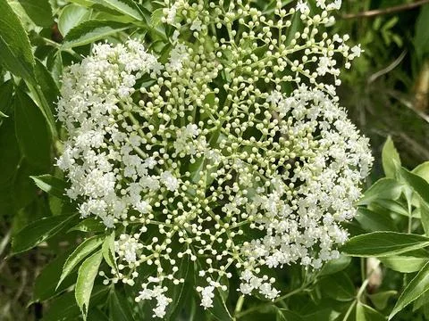 Beautiful blooming white elderberry flowers on a green leafy bush Stock Photos