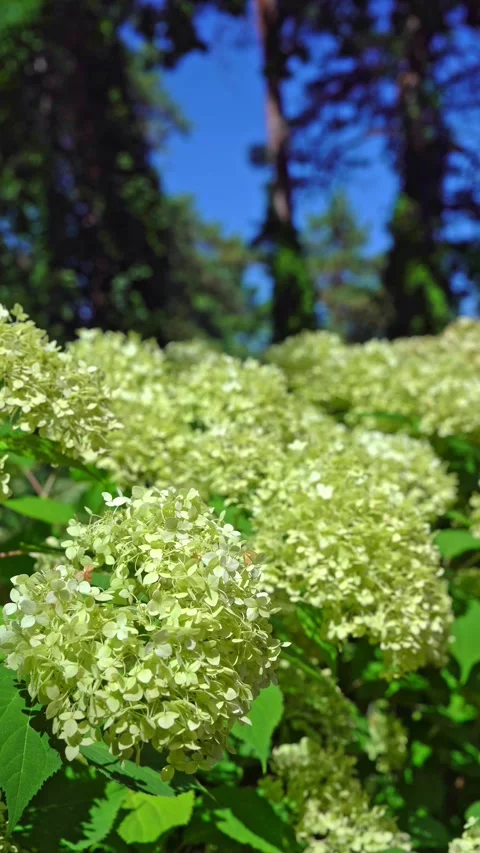 Beautiful blooming white hydrangea flowers in a sunny garden Stock Footage 341853028