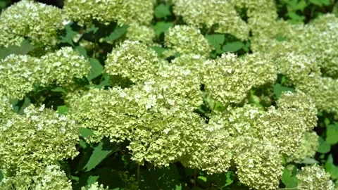 Beautiful blooming white hydrangea flowers in a garden Stock Footage 341853184