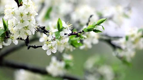 Beautiful blooming white pear tree branch in garden during the rain. Stock Footage 141949094
