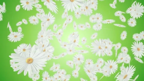 Beautiful blooming White spring flowers daisies and chamomile spinning downward Stock Footage 293005614