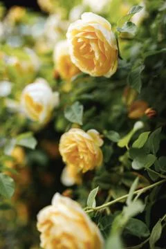 Beautiful blooming yellow rose on a bush in the garden Stock Photos