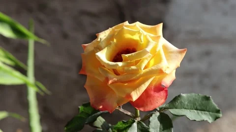 Beautiful blooming yellow rose on the tree Stock Footage 242555195