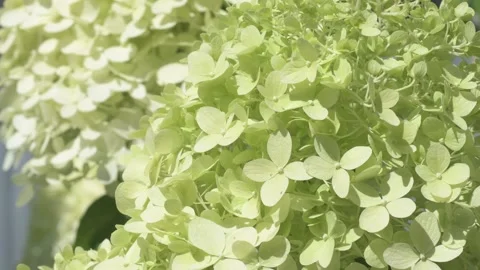 Beautiful blossom of lime hydrangea blossoming in garden at sunny day. close up Stockbeeldmateriaal 282250408