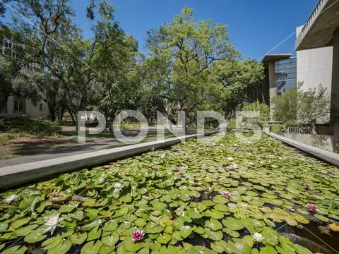 Beautiful blossom of Nymphaea tetragona Stock Photos