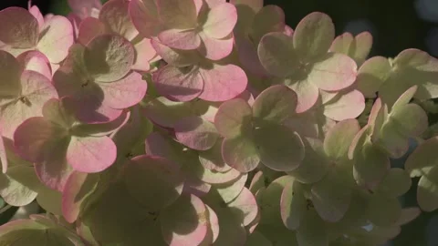 Beautiful blossom of pink- lime hydrangea blossoming in garden at sunny day.  Stock Footage 282216559