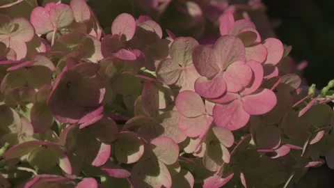 Beautiful blossom of pink- lime hydrangea blossoming in garden at sunny day.  Stockbeeldmateriaal 282216620