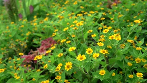 Beautiful blossom singapore daisy at field. Stockbeeldmateriaal 204088719