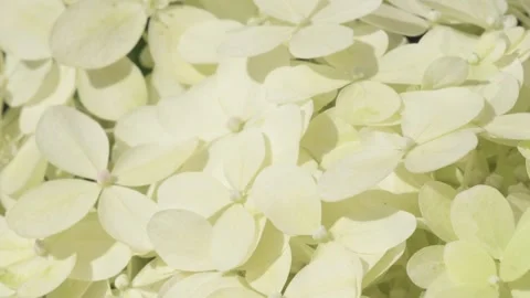 Beautiful blossom of soft light-lime green hydrangea at summer day. macro footag Stock Footage 297559662