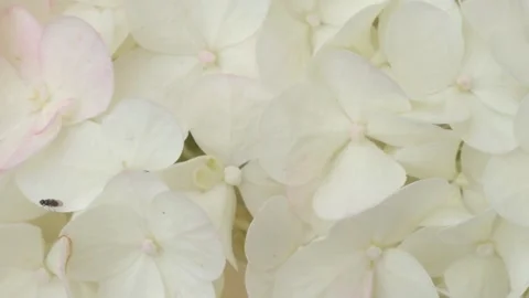 Beautiful blossom of soft light-lime green hydrangea at summer day. macro footag Stock Footage 297559679