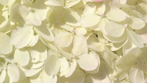 Beautiful blossom of soft light-lime green hydrangea at summer day. macro footag Stock Footage 297559806